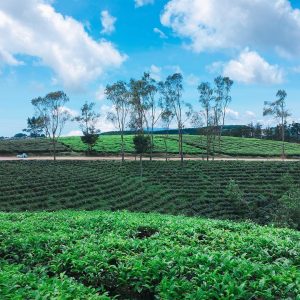 Công ty CPTM – DV Nam Thắng Travel Pro