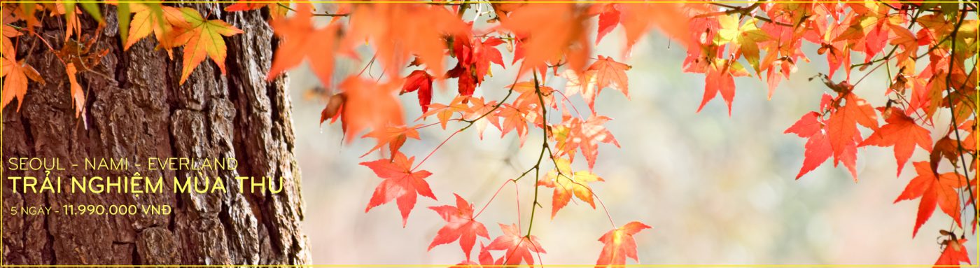 Công ty CPTM – DV Nam Thắng Travel Pro